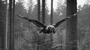 gray owl, selective coloring, animals, owl HD wallpaper