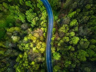 areal view of trees during daytime HD wallpaper