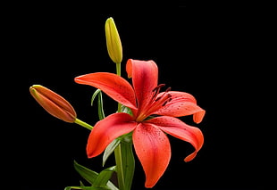 macro shot of orange 5-petal flower HD wallpaper