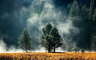 green leafed tree, mist, forest, sunlight, nature