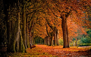 orange tree pathway