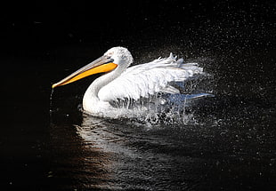 white Pelican on body of water HD wallpaper
