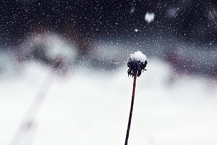 shallow focus photography of dandelion