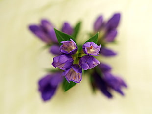close-up photography of petaled purple flowers