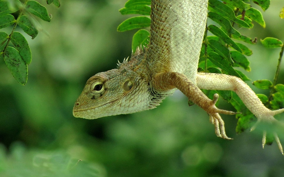 shallow focus photography of gecko during daytime HD wallpaper