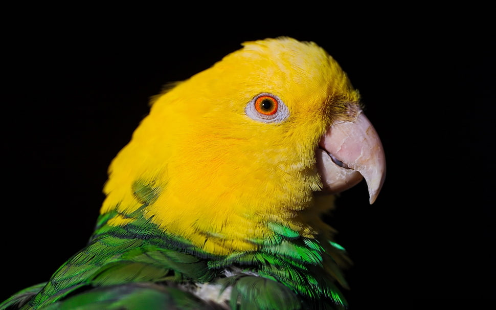 focus photography of yellow-headed Parrot HD wallpaper