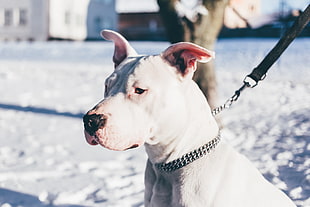 white Dogo Argentino with stainless steel chain choker with black dog leash HD wallpaper