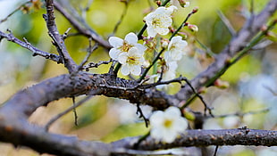 shallow focus photography of white flower, plum HD wallpaper