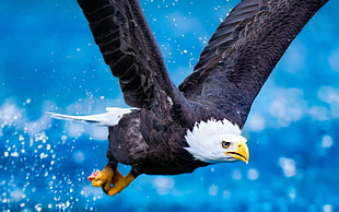 bald eagle, eagle, animals, birds