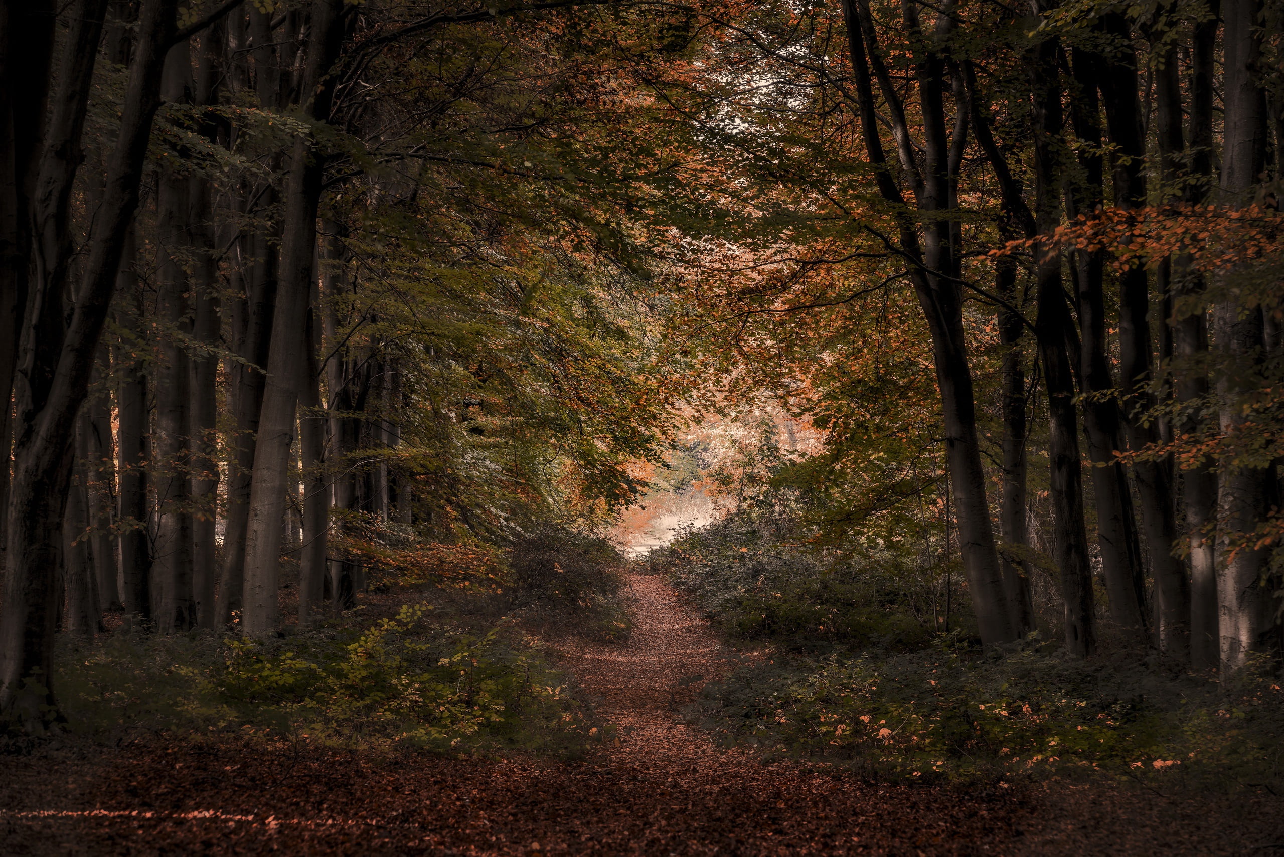 green leafed trees, trees, nature, forest