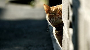 shallow focus photography of brown tabby cat