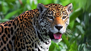 close-up photo Leopard during daytime