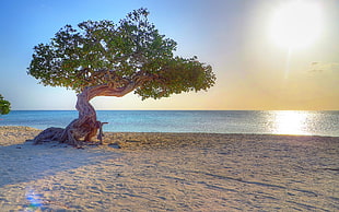 green leaf tree near sea shore