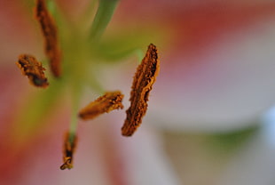 macro focus photo of brown bug larvae HD wallpaper