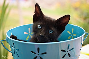 short fur black kitten on blue metal bucket HD wallpaper