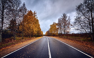 road between trees digital wallpaper, road, trees, fall