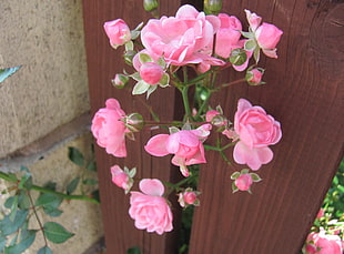 pink flowers in close-up photography