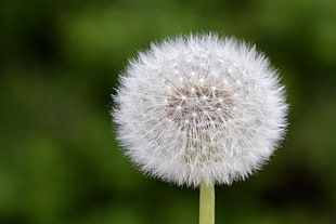 shallow focus photography of white dandelion