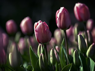 pink Tulips field HD wallpaper