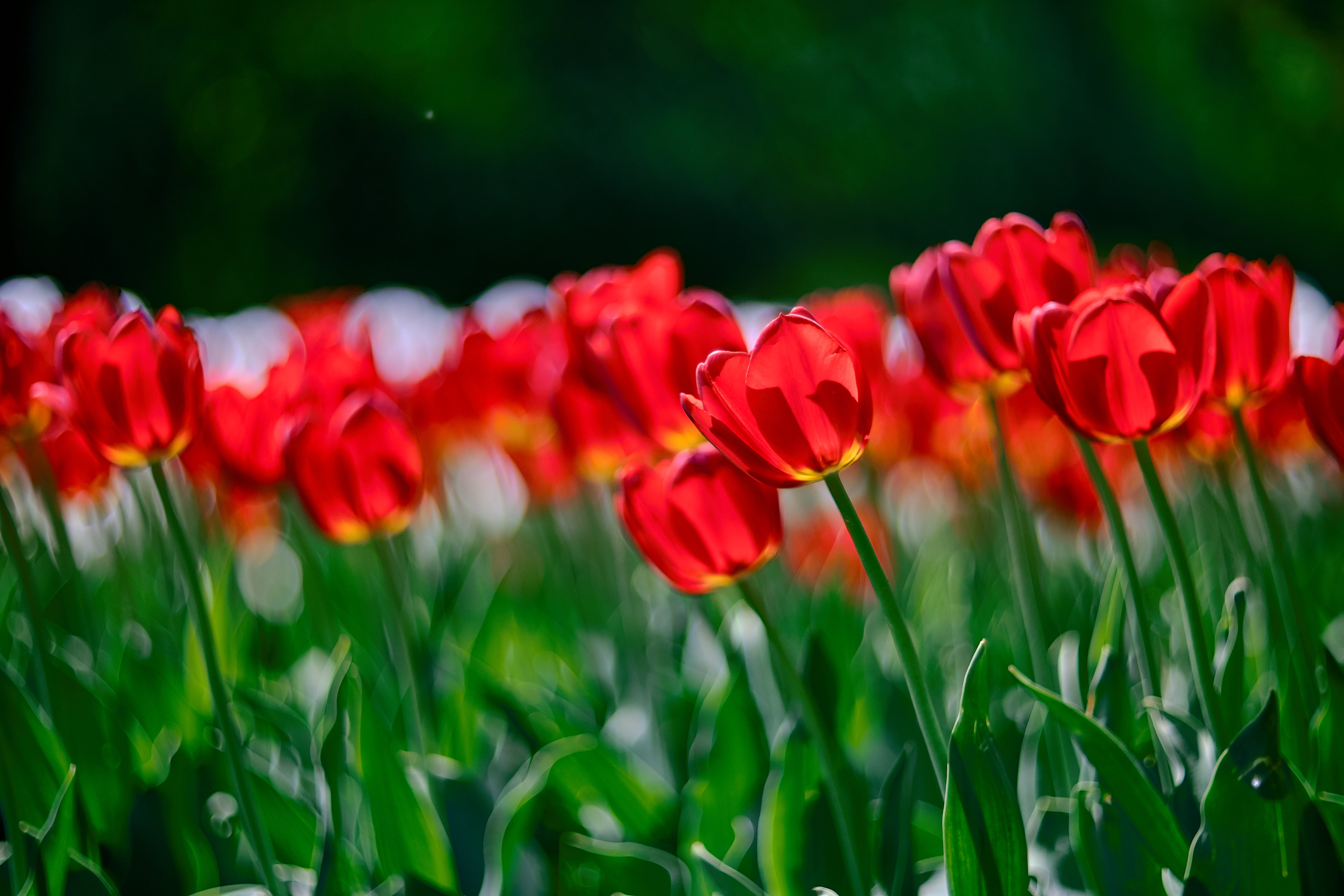 red flower plant