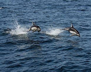 two black-and-gray dolphins jumping over body of water