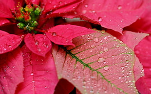 Petals,  Dew,  Drops,  Bright