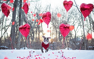 adult gray and white American pit bull terrier stand on snowfield near balloon heart HD wallpaper