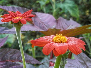 selective focus photography of two red petaled flowers, paar