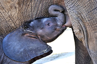 gray baby elephant drinking milk HD wallpaper