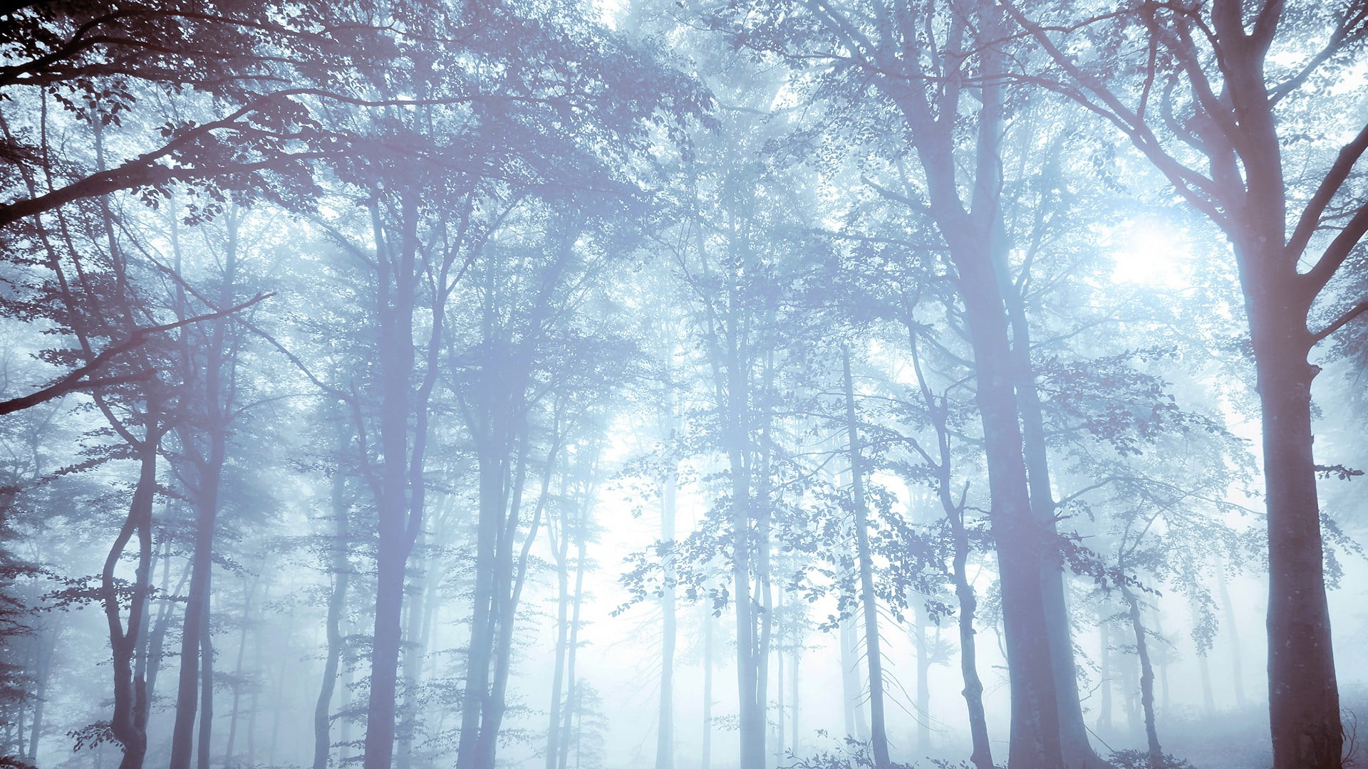 trees, nature, forest, mist, trees