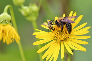 selective focus photography of Bumble bee on top of yellow petaled flowers HD wallpaper