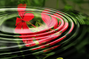 macro shot of water drop impact with red petaled flower reflection