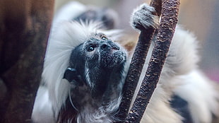 long-fur black and white monkey on tree HD wallpaper
