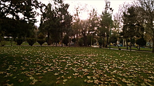 dried leaves, fall, leaves, trees, nature