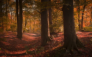 maple tree