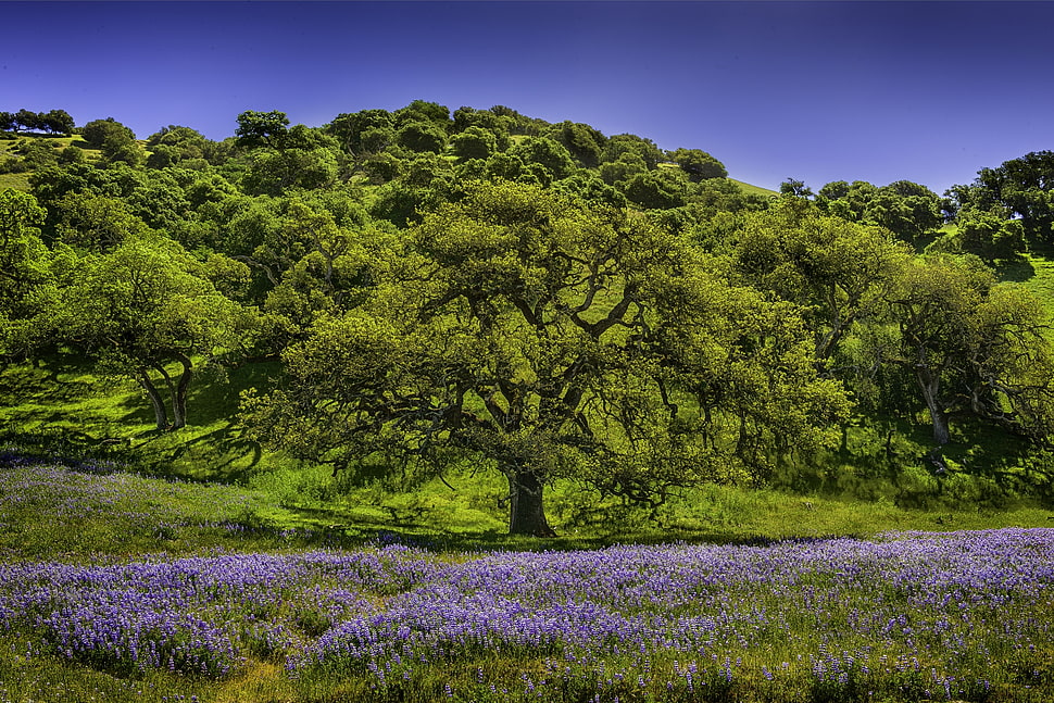 green leaf tree photo HD wallpaper