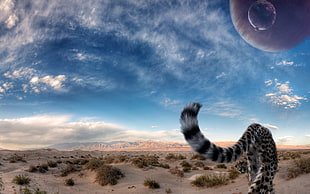 black and white jaguar walking on desert during daytime HD wallpaper