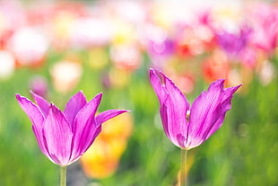 two multi-petaled flowers selective photography at daytime