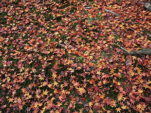 maple leaves HD wallpaper