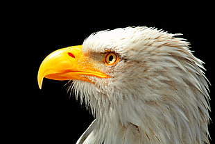 American Bald Eagle