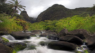 timelapse photography of water stream surrounded by green leaf plants