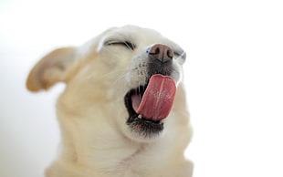adult smooth Chihuahua showing tongue HD wallpaper