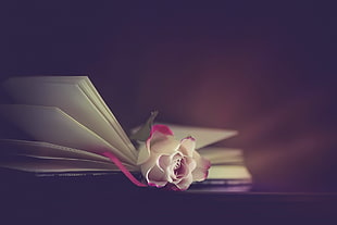 white rose, rose, flowers, books