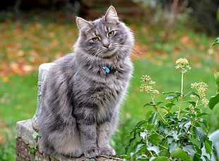 silver Tabby cat stands beside green leaf plant HD wallpaper