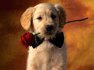 Golden Labrador Retriever puppy biting a red rose HD wallpaper