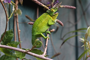 green chameleon on brown tree branch HD wallpaper