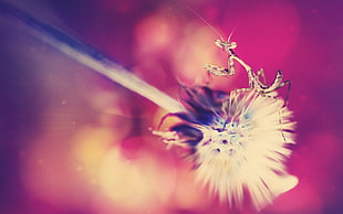 white Dandelion flower with Praying Mantis photography HD wallpaper