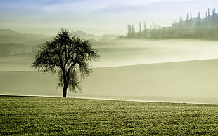 tree near mountain range, nature, mist, trees