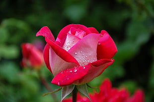 macro shot of pink rose with water droplets HD wallpaper