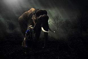 brown elephant, elephant, men, trees, lights HD wallpaper